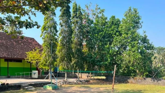 Lapangan SD Negeri 01 Tumpakkepuh dengan tiang bendera dan pohon cemara tanpa siswa