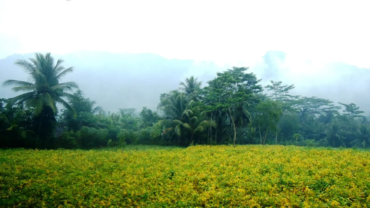 Hamparan tanaman kedelai berdaun hijau kekuningan di depan pohon kelapa dan bukit berkabut