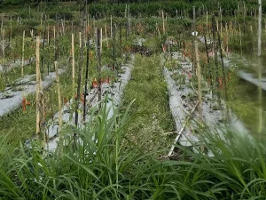 Bedengan bermulsa hitam dengan tanaman cabai berbuah merah dan ajir bambu