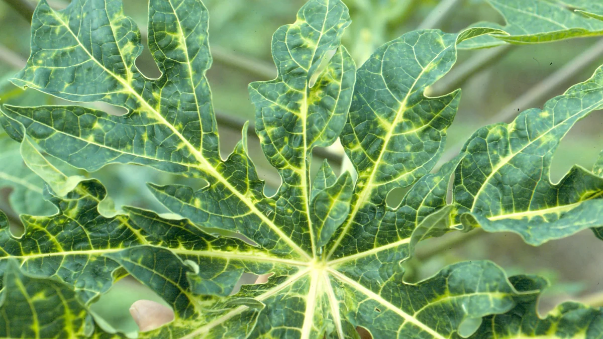 Daun pepaya bermosaik dengan tulang daun menguning akibat papaya ringspot virus