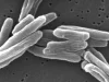 Bakteri Mycobacterium tuberculosis berbentuk batang di bawah mikroskop elektron