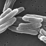 Bakteri Mycobacterium tuberculosis berbentuk batang di bawah mikroskop elektron