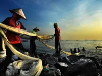 Nelayan menarik jaring ikan bersama-sama di pesisir Indonesia