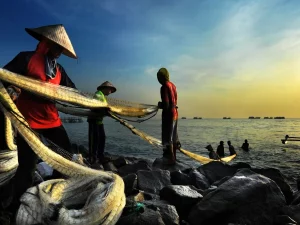 Nelayan menarik jaring ikan bersama-sama di pesisir Indonesia