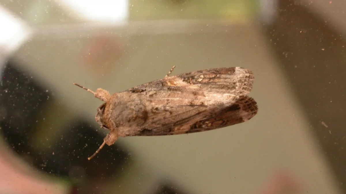 Ngengat dewasa ulat grayak jagung Spodoptera frugiperda hinggap dengan sayap terlipat