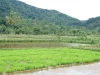 Petak persemaian padi hijau dan petak sawah berair dengan bukit berhutan di kejauhan