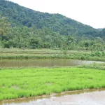 Petak persemaian padi hijau dan petak sawah berair dengan bukit berhutan di kejauhan