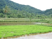 Petak persemaian padi hijau dan petak sawah berair dengan bukit berhutan di kejauhan