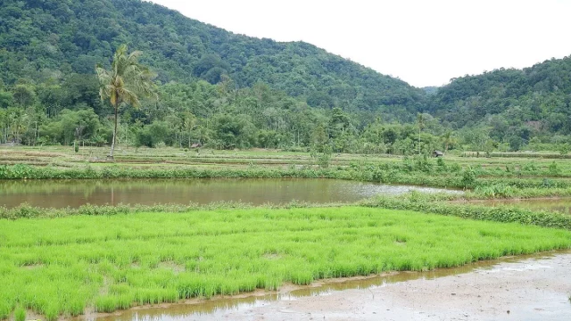 Petak persemaian padi hijau dan petak sawah berair dengan bukit berhutan di kejauhan