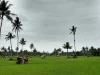 Hamparan sawah hijau berlatar pohon kelapa di bawah langit berawan