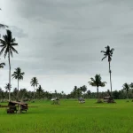 Hamparan sawah hijau berlatar pohon kelapa di bawah langit berawan