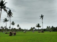 Hamparan sawah hijau berlatar pohon kelapa di bawah langit berawan