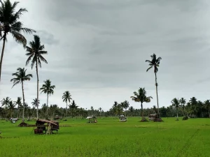Hamparan sawah hijau berlatar pohon kelapa di bawah langit berawan