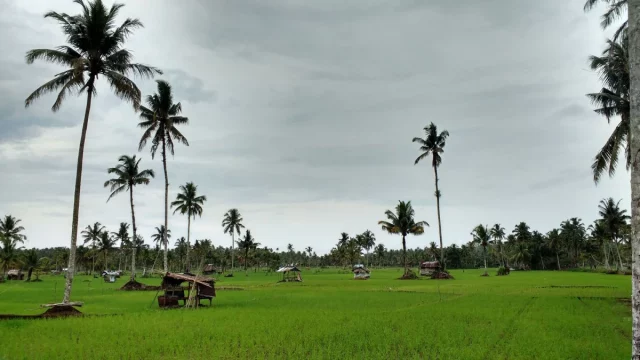 Hamparan sawah hijau berlatar pohon kelapa di bawah langit berawan