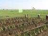 Petani bercaping memanen bawang merah di bedengan, umbi yang dicabut berjajar di tanah