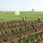 Petani bercaping memanen bawang merah di bedengan, umbi yang dicabut berjajar di tanah