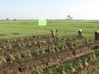 Petani bercaping memanen bawang merah di bedengan, umbi yang dicabut berjajar di tanah