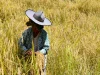 Seorang perempuan bertopi lebar memanen padi sawah gunung di Desa Panura, Mamasa