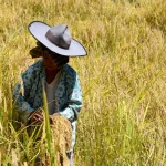 Seorang perempuan bertopi lebar memanen padi sawah gunung di Desa Panura, Mamasa