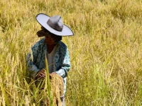 Seorang perempuan bertopi lebar memanen padi sawah gunung di Desa Panura, Mamasa