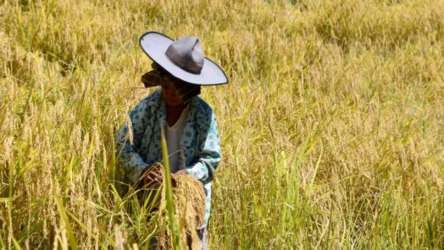 Seorang perempuan bertopi lebar memanen padi sawah gunung di Desa Panura, Mamasa