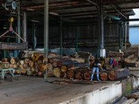 Pekerja pabrik kayu lapis membersihkan kulit kayu di Sandakan, Sabah, Malaysia