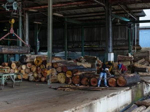 Pekerja pabrik kayu lapis membersihkan kulit kayu di Sandakan, Sabah, Malaysia