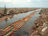 Lahan hutan Riau yang dibuka dengan kayu dirakit di kanal buatan pada 2006