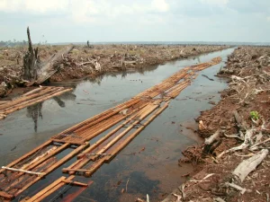 Lahan hutan Riau yang dibuka dengan kayu dirakit di kanal buatan pada 2006