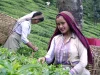 Dua buruh perempuan memetik pucuk teh dengan keranjang di punggung di kebun Darjeeling, India