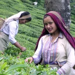 Dua buruh perempuan memetik pucuk teh dengan keranjang di punggung di kebun Darjeeling, India