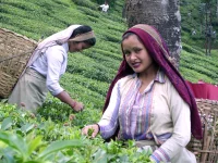 Dua buruh perempuan memetik pucuk teh dengan keranjang di punggung di kebun Darjeeling, India