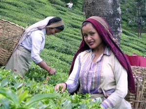Dua buruh perempuan memetik pucuk teh dengan keranjang di punggung di kebun Darjeeling, India