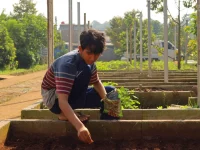 Pemuda berkaus garis jongkok menabur benih di bedeng kebun komunitas, Jawa Barat