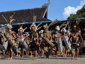 Penari laki-laki Dayak Kenyah berhiasan bulu dan tameng ukir di halaman lamin adat