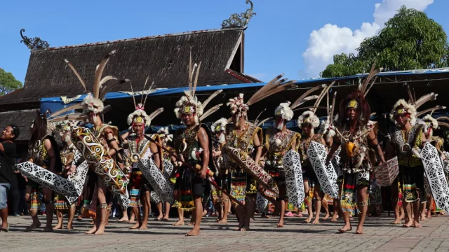 Penari laki-laki Dayak Kenyah berhiasan bulu dan tameng ukir di halaman lamin adat