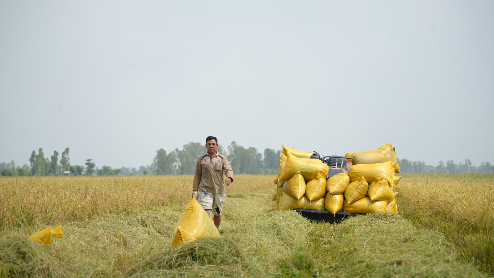 Ilustrasi petani memanggul karung hasil panen padi di tengah sawah.