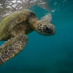 Ilustrasi penyu berenang di bawah permukaan laut