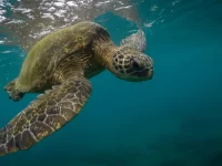 Ilustrasi penyu berenang di bawah permukaan laut