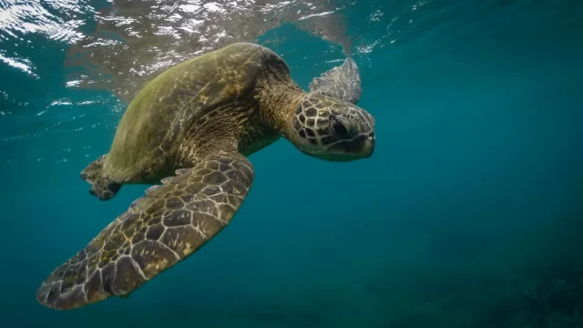 Ilustrasi penyu berenang di bawah permukaan laut