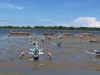 Perahu jukung nelayan bersandar di perairan dangkal Teluk Benoa, Bali, saat air surut