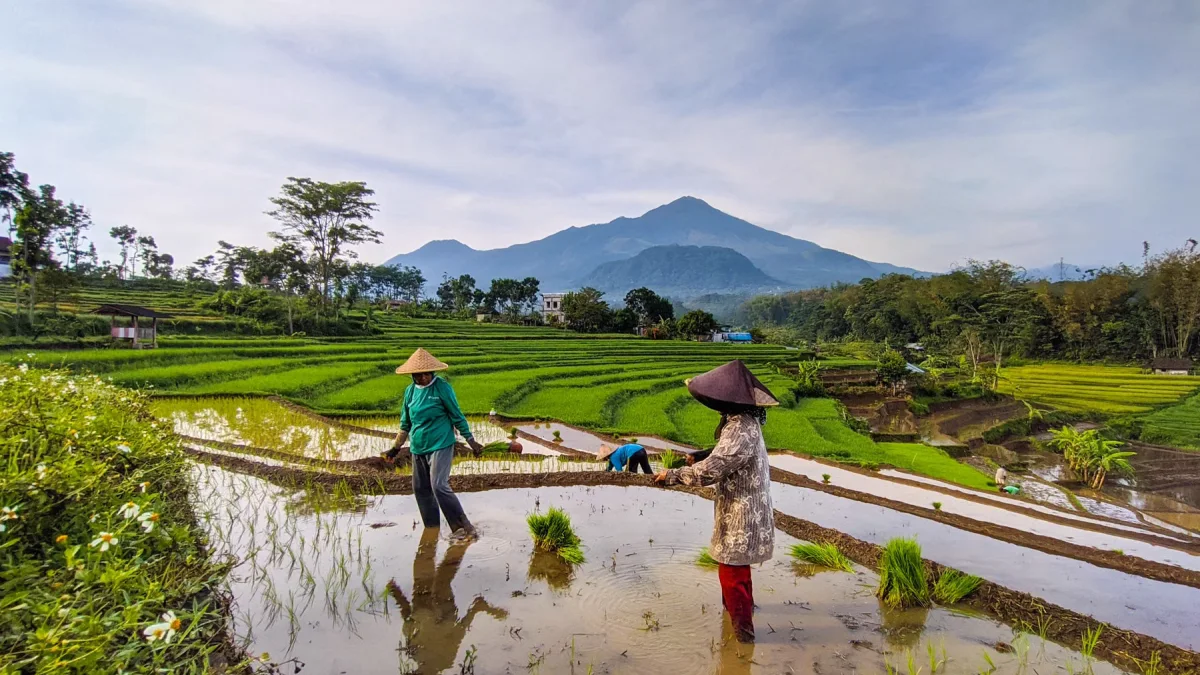 Perempuan petani bercaping menanam padi di sawah terasering dengan latar gunung