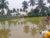 Perempuan desa menanam bibit padi di sawah tergenang berlatar pohon kelapa, Tamil Nadu, India