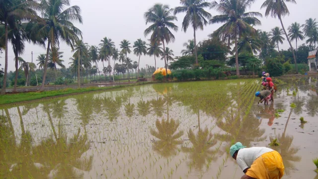 Perempuan desa menanam bibit padi di sawah tergenang berlatar pohon kelapa, Tamil Nadu, India