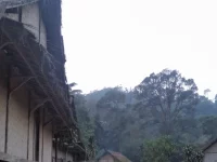 Atap rumah tradisional Baduy dengan latar hutan di Kampung Kanekes