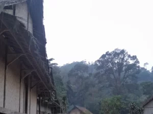 Atap rumah tradisional Baduy dengan latar hutan di Kampung Kanekes