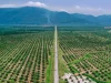 Hamparan perkebunan kelapa sawit dilihat dari udara dengan barisan pegunungan di kejauhan