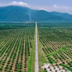 Hamparan perkebunan kelapa sawit dilihat dari udara dengan barisan pegunungan di kejauhan