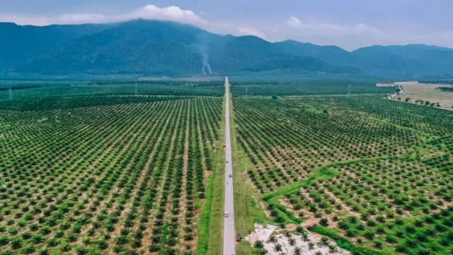 Hamparan perkebunan kelapa sawit dilihat dari udara dengan barisan pegunungan di kejauhan