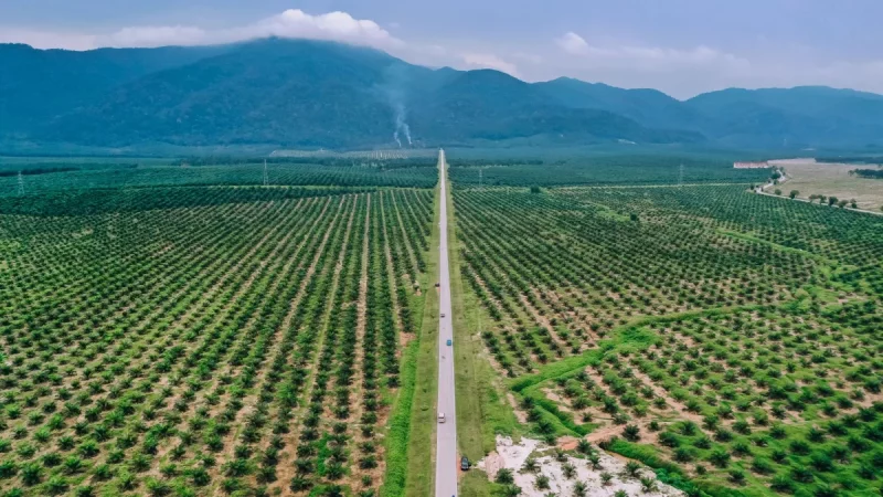 Hamparan perkebunan kelapa sawit dilihat dari udara dengan barisan pegunungan di kejauhan